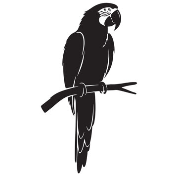 Black macaw parrot perched on branch vector illustration