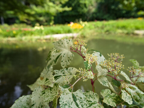 Tetradium daniellii leaves with tiny buds beginning to bloom, captured in natural light.