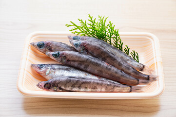 メヒカリ　深海魚