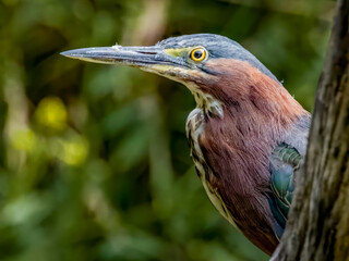 Green Heron Peering from Behind Tree Trunk