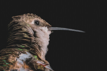Closeup Portrait of Hummingbird Against Black Background
