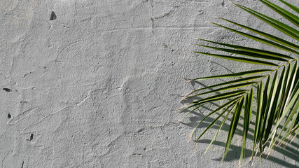Concrete wall with palm leaves