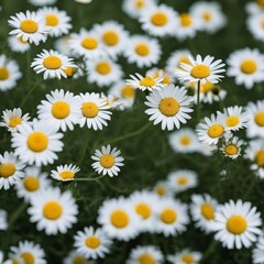 daisies in a field