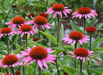 Blüten des Sonnenhutes	
