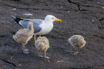 Seagull Parent with Three Chicks on Rocky Ground