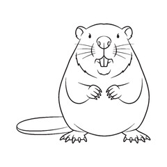 Elongated Beaver Incisor Dental Part - Beaver vector - Beaver Line art - Beaver Drawing - Vector Lineart of Beaver - Beaver illustration - its primary defining physical characteristic



