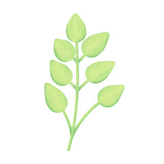 Pale Green Leafy Sprig Illustration on White.