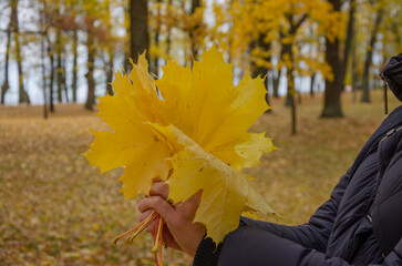 A walk in the park and collected yellow leaves in a bouquet. Hold maple leaves in your hands in...