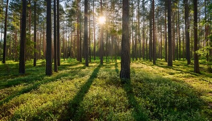 Obraz premium sunlight filters through the tall pine trees illuminating lush green underbrush in a serene forest spring brings new life creating a peaceful and rejuvenating atmosphere