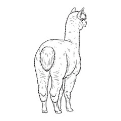 Total Alpaca Physical Makeup Model - Alpaca vector - Alpaca Line art - Alpaca Drawing - Vector Lineart of Alpaca - Alpaca icon - its profound core physical fixed form

