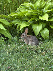 A young wild rabbit sits quietly on green grass near lush hosta plants in a garden setting