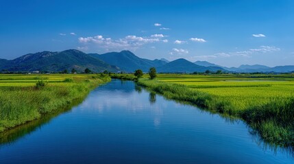 Obraz premium Serene river flowing through lush green rice paddies, mountains in background, clear blue sky
