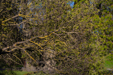 Close-up of tree branches with fresh spring leaves and yellow moss in Snelli Park in Tallinn, Estonia. Natural texture, seasonal awakening, and organic detail in a serene urban park setting.