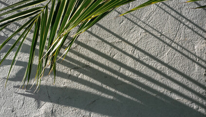 Closeup palm leaves on concrete wall