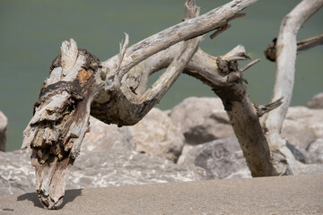 Bois flott&eacute; rejet&eacute; par la mer