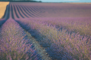 Vibrant lavender fields stretch across the horizon under a clear blue sky at golden hour