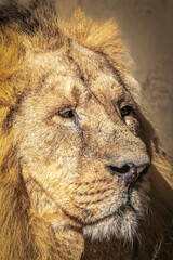 Majestic African Lion Portrait with Golden Mane and Intense Gaze