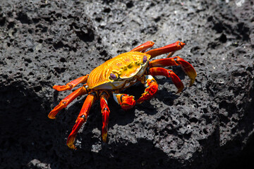 Rote Klippenkrabbe auf dunklem Vulkangestein auf Galapagos
