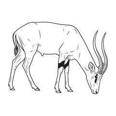 Primary Antelope Defining Attribute Mark - Antelope vector - Antelope Line art - Antelope Drawing - Vector Lineart of Antelope - Antelope illustration - its inherent primary enduring traits

