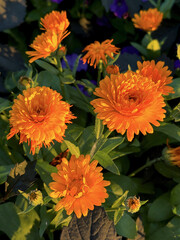 Vibrant orange marigold flowers glowing in the warm sunlight, surrounded by lush green foliage and deep purple accents in the background.