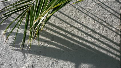 Palm leaves shadow on concrete wall