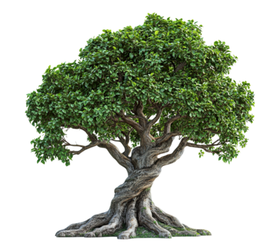 A large tree with a thick trunk and many branches