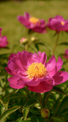 Beautiful Close-up of Pink Peony Flowers in Bloom Against a Soft Focus Background