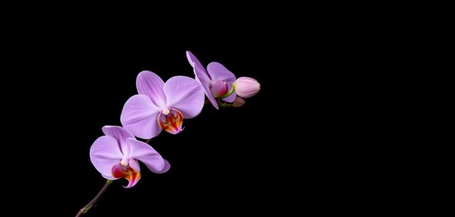 Delicate purple phalaenopsis orchid branch against a stark black backdrop,  isolated,  wallpaper
