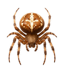 Obraz premium Garden orb-weaver spider with distinctive cross pattern on its rounded abdomen