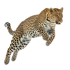 Obraz premium leopard jumping on white background 