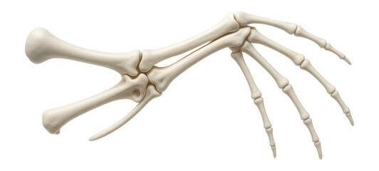 Avian wing bones with fused carpometacarpus and phalanges