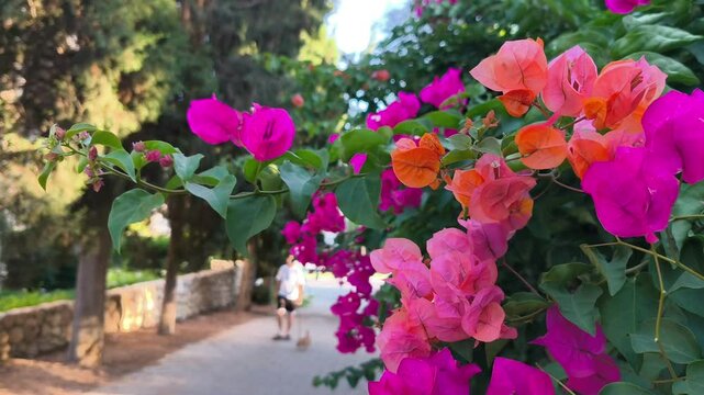 Bougainvillea flower swaying in the sunshine, blured background of the street	
