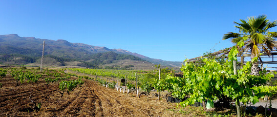 View of a vineyard at summer located on mountains slopes near Vilaflor village,Tenerife, Canary Islands, Spain. 
