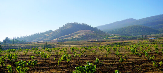View of a vineyard at summer located on mountains slopes near Vilaflor village,Tenerife, Canary Islands, Spain. 