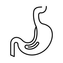 vector illustration of a human esophagus