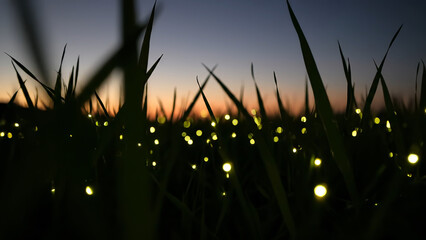 Glowing fireflies flicker through tall grass under evening sky, magical and dreamy atmosphere. Fireflies bring to life enchanting stillness of summer twilight. Shining lights and sparks on sunset