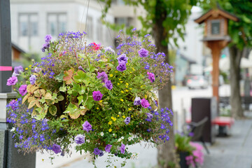 flowers pot hanging on the lamp post in the street