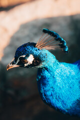 Indischer Blaupfau (Pavo cristatus)