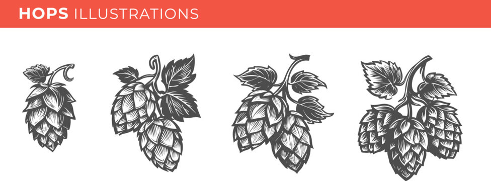 Set illustrations of hops isolated on transparent background. Vector graphics