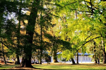 Obraz premium 京都、京都御苑、紅葉、黃葉、大銀杏、木、日本庭園、秋、青空、光、絶景、写真素材