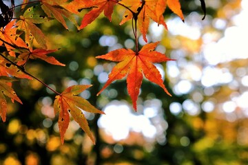 京都、京都御苑、紅葉、黃葉、大銀杏、木、日本庭園、秋、青空、光、絶景、写真素材
