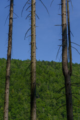 Fototapeta premium Vertical view of solitary dying trees on a mountain ridge