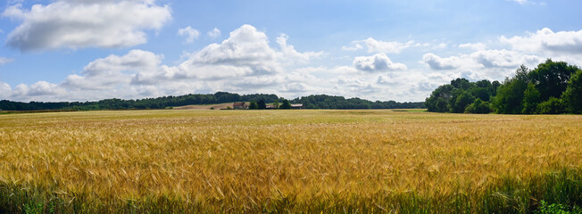 Panoramic photograph of an agricultural landscape with grain plants and forests, against a blue sky with clouds. Location: Laon, France.
