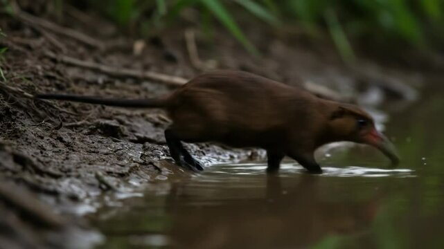 Rufous-tailed Attila Bird Drinks Water in Lush Green Habitat