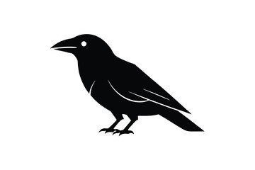 Fototapeta premium crow on a white background