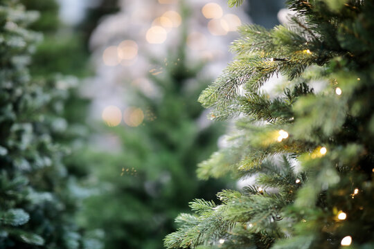 close up of evergreen trees in Christmas market