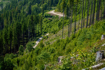 Vertical conifer trees on a steep forested slope with a forest path