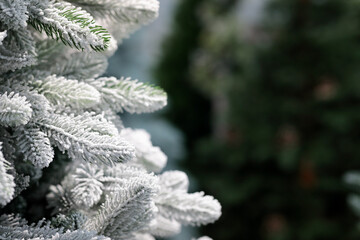 snowy branches of Christmas tree close up