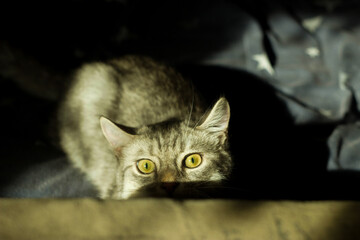 cat on a black background