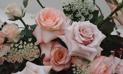 Close up of pink colored roses